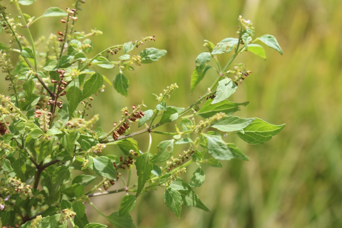 Basilicum polystachyon (L.) Moench